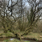Wet woodland