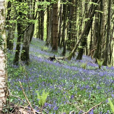 bluebell woodland