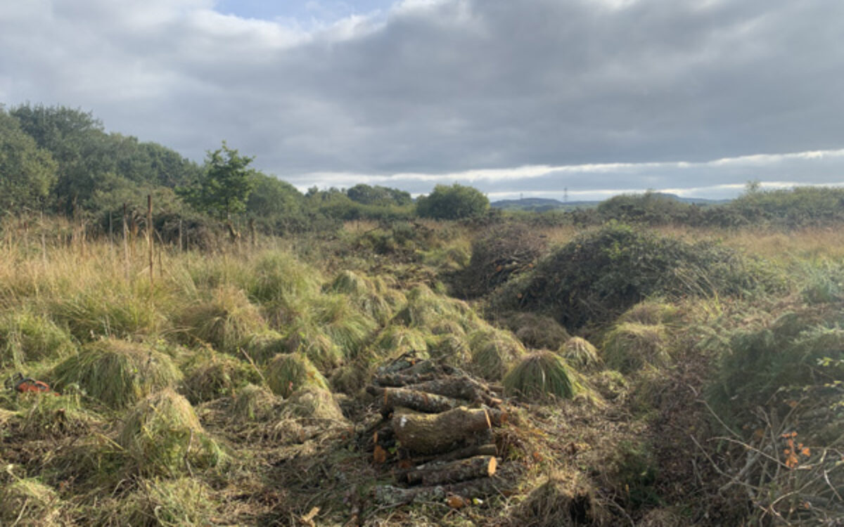 Wetland scrub clearance