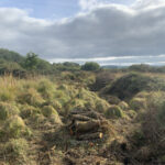 Wetland scrub clearance