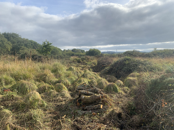 Wetland scrub clearance