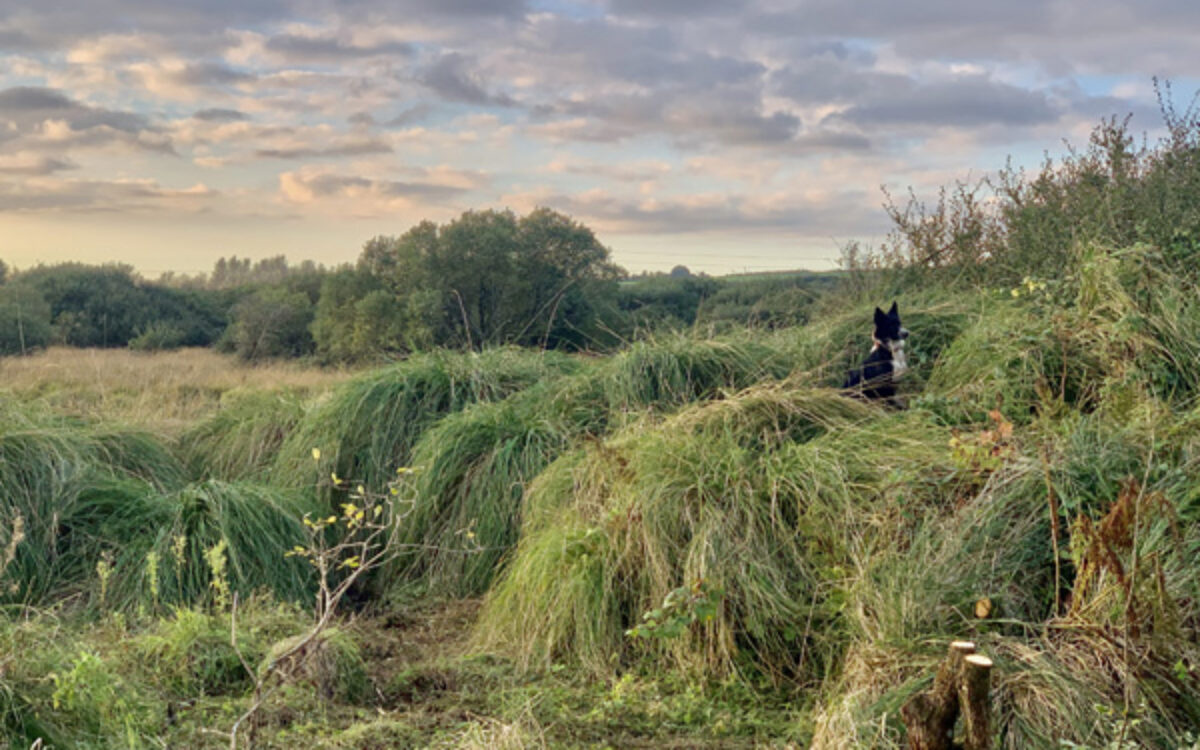 wetland_great tussock