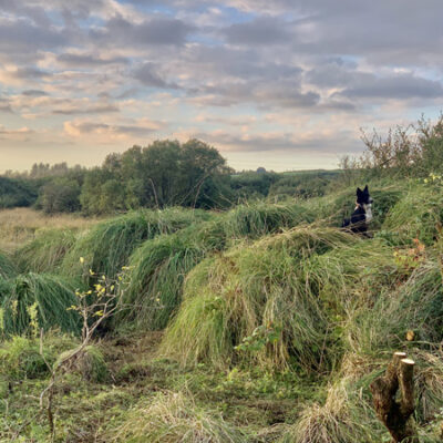 wetland_great tussock