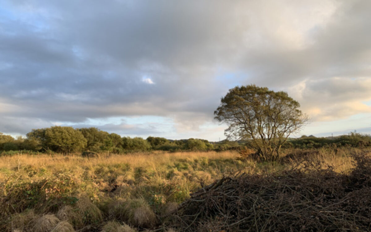wetland scrub clearance