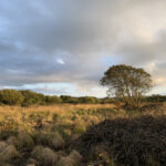 wetland scrub clearance