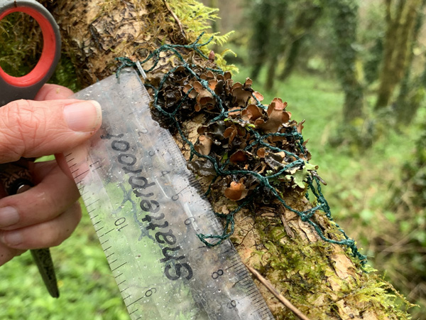 Nephroma laevigatum transfer