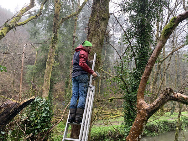Translocating Lichens