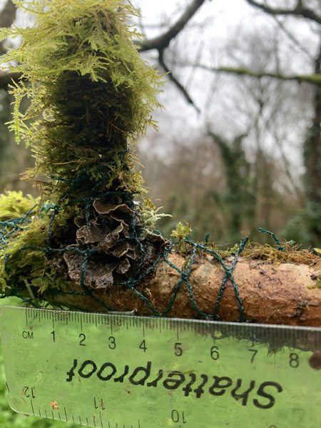 Sticta limbata translocation