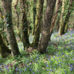 Bluebell woodland
