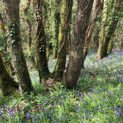 Bluebell woodland