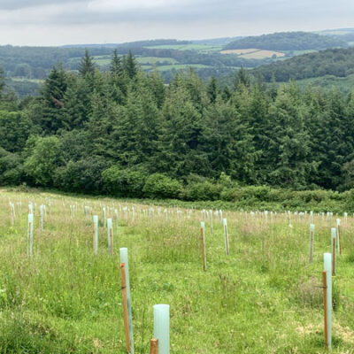 woodland planting