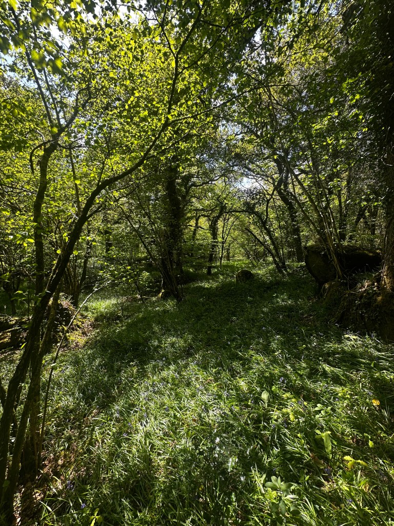 Woodland with healthy undergrowth 
