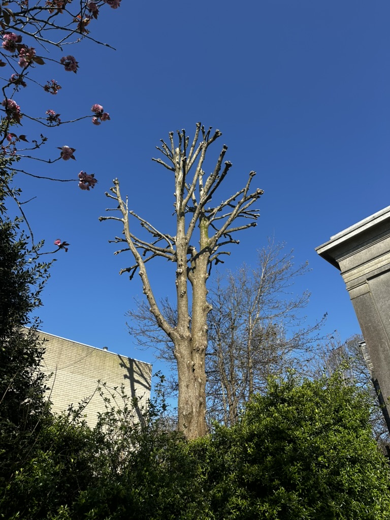 Pollarded sycamore tree