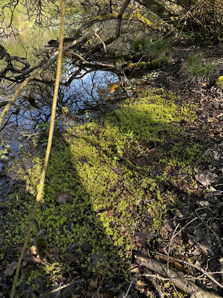 New Zealand Pigmyweed 