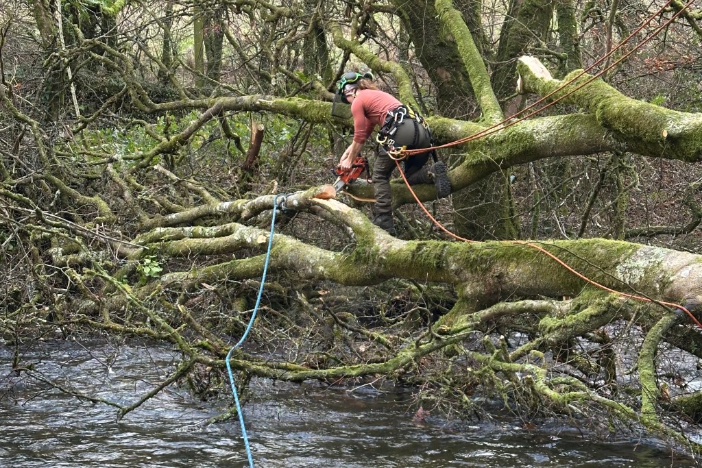 Emergency Tree Works and&nbsp;Inspections